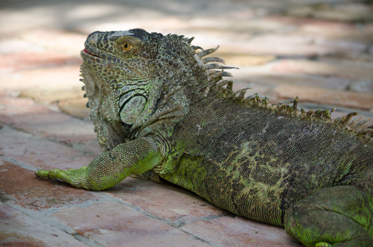 iguanas of the florida keys