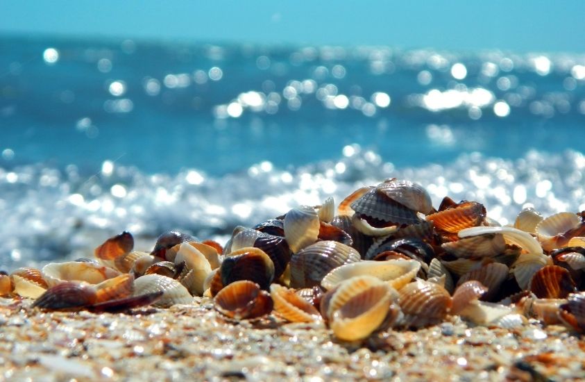 how to find seashells